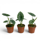 Alocasia lukiwan baby plant in a nursery pot on a white background