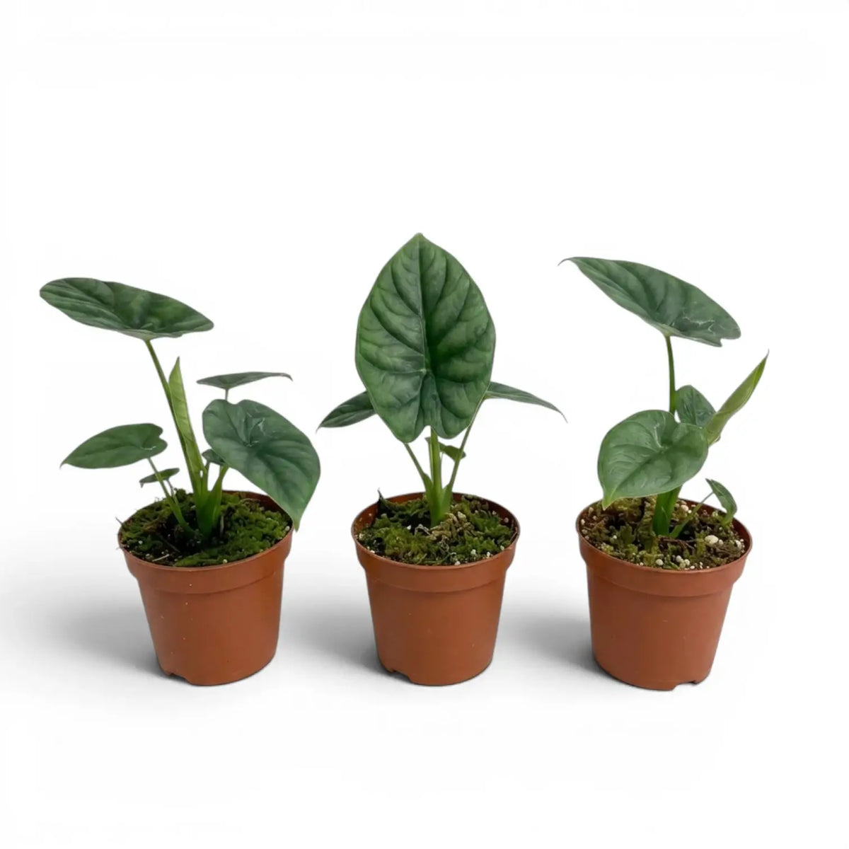 Alocasia lukiwan baby plant in a nursery pot on a white background