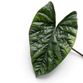 Close-up of Alocasia lukiwan textured leaf on a white background