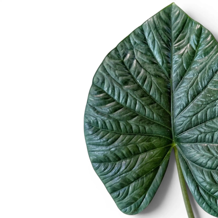 Nahaufnahme eines strukturierten Blatts von Alocasia lukiwan vor weißem Hintergrund
