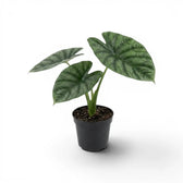Alocasia lukiwan medium-sized plant with textured glossy leaves in a nursery pot on a white background