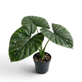 Alocasia lukiwan medium-sized plant with textured glossy leaves in a nursery pot on a white background