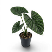 Alocasia lukiwan medium-sized plant with textured glossy leaves in a nursery pot on a white background