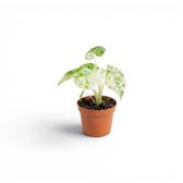Alocasia macrorrhiza Splash baby plant in a nursery pot on a white background