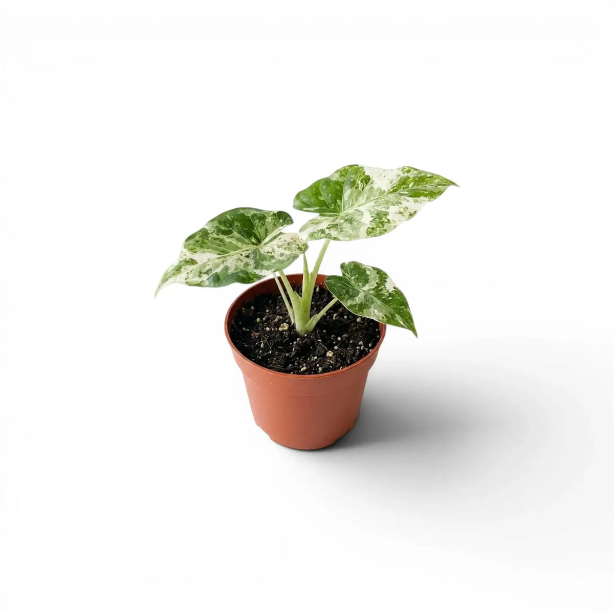 Alocasia macrorrhiza Splash baby plant in a nursery pot on a white background