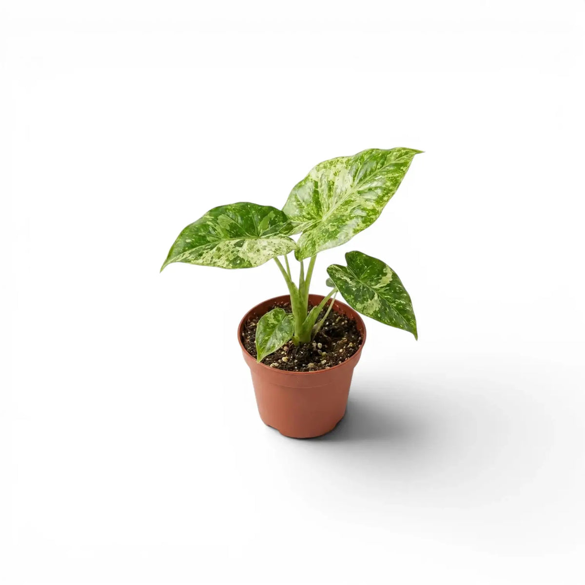Small Alocasia macrorrhiza Splash starter plant in a nursery pot on a white background