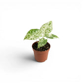 Small Alocasia macrorrhiza Splash starter plant in a nursery pot on a white background