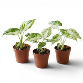 Small Alocasia macrorrhiza Splash starter plant in a nursery pot on a white background
