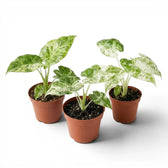 Small Alocasia macrorrhiza Splash starter plant in a nursery pot on a white background