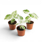 Small Alocasia macrorrhiza Splash starter plant in a nursery pot on a white background