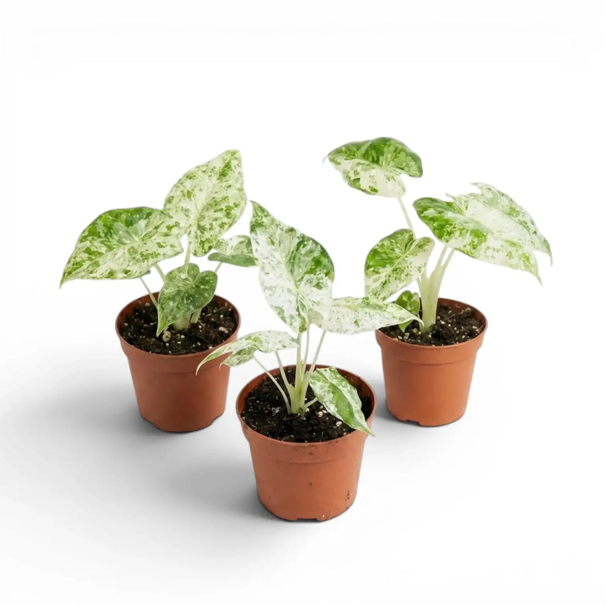 Small Alocasia macrorrhiza Splash starter plant in a nursery pot on a white background