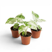 Small Alocasia macrorrhiza Splash starter plant in a nursery pot on a white background