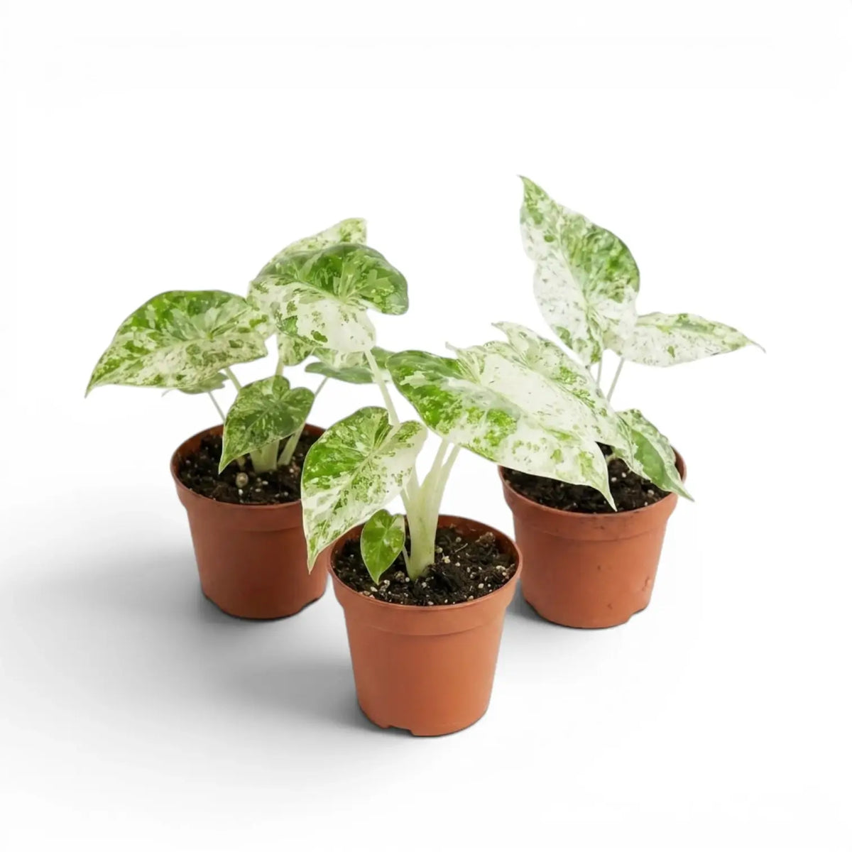 Small Alocasia macrorrhiza Splash starter plant in a nursery pot on a white background