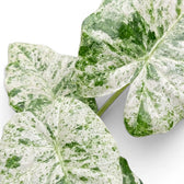 Close up variegated foliage of Alocasia macrorrhiza Splash on a white background