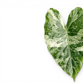 Close up variegated foliage of Alocasia macrorrhiza Splash on a white background