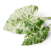 Close up variegated leaf of Alocasia macrorrhiza Splash on a white background