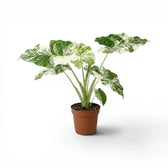 Alocasia macrorrhiza Splash medium-sized plant in a nursery pot on a white background