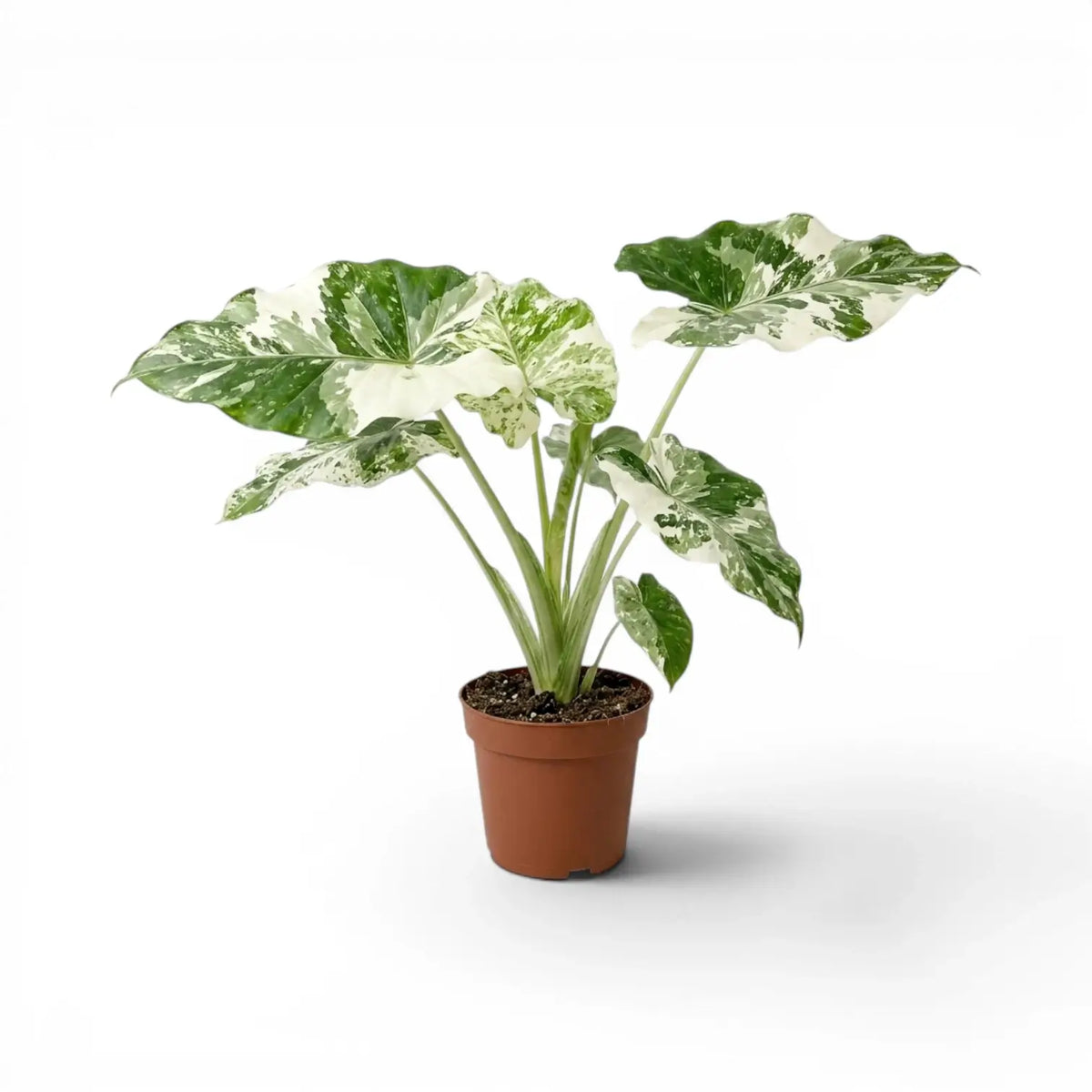 Alocasia macrorrhiza Splash medium-sized plant in a nursery pot on a white background