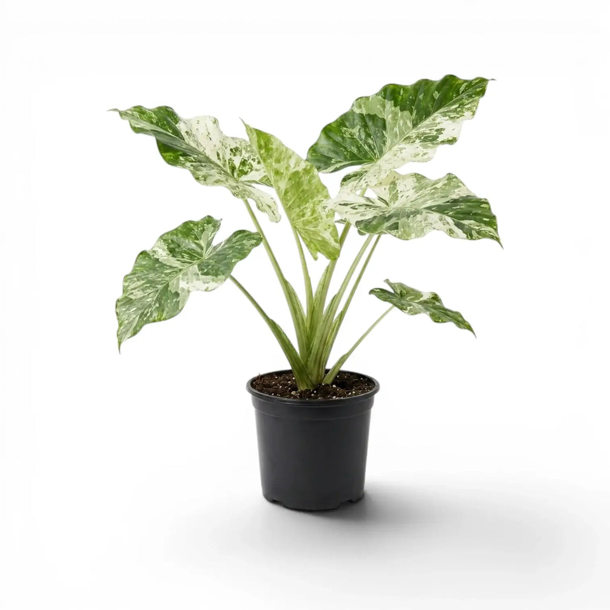 Alocasia macrorrhiza Splash medium-sized plant in a nursery pot on a white background