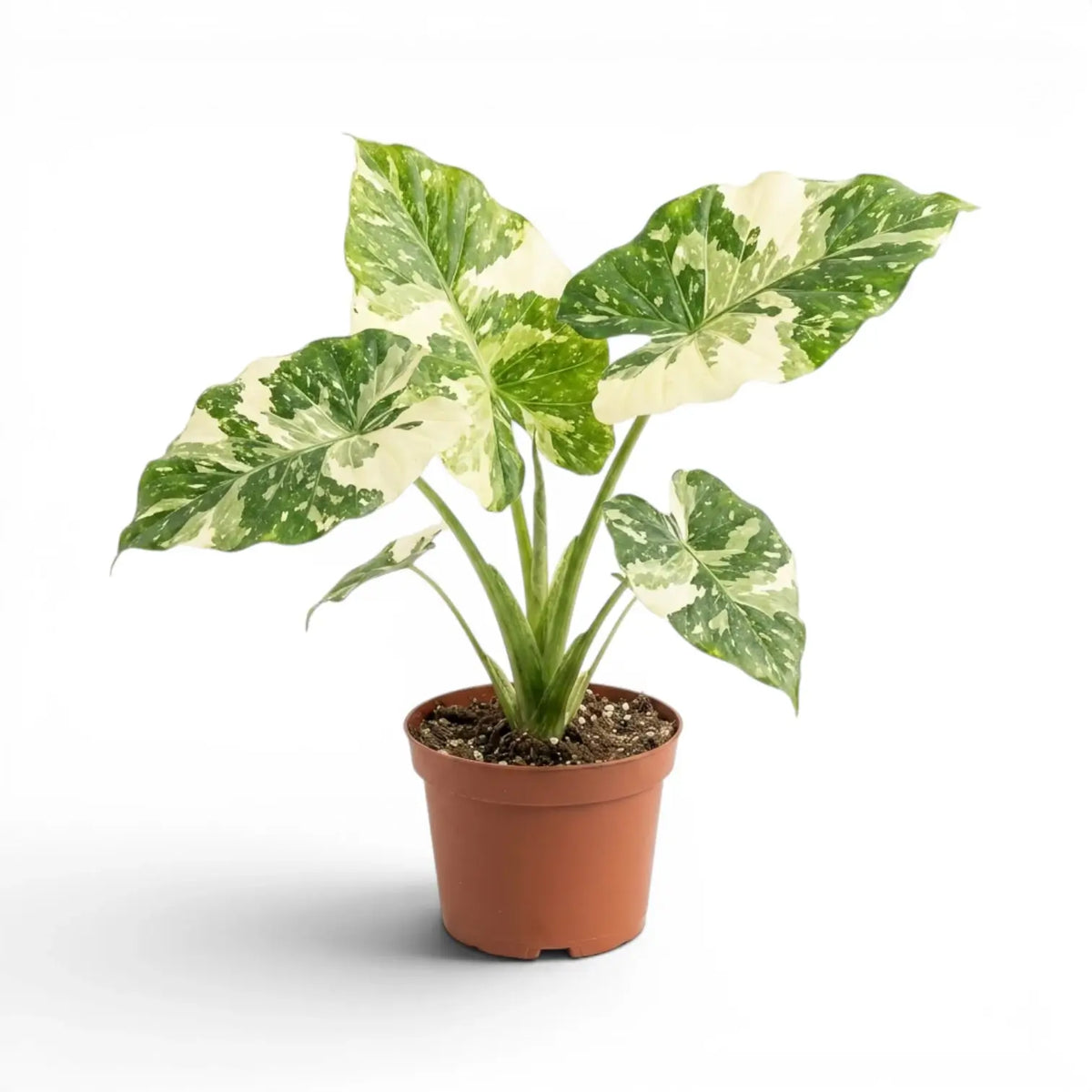 Alocasia macrorrhiza Splash medium-sized plant in a nursery pot on a white background