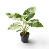Alocasia macrorrhiza Splash medium-sized plant in a nursery pot on a white background