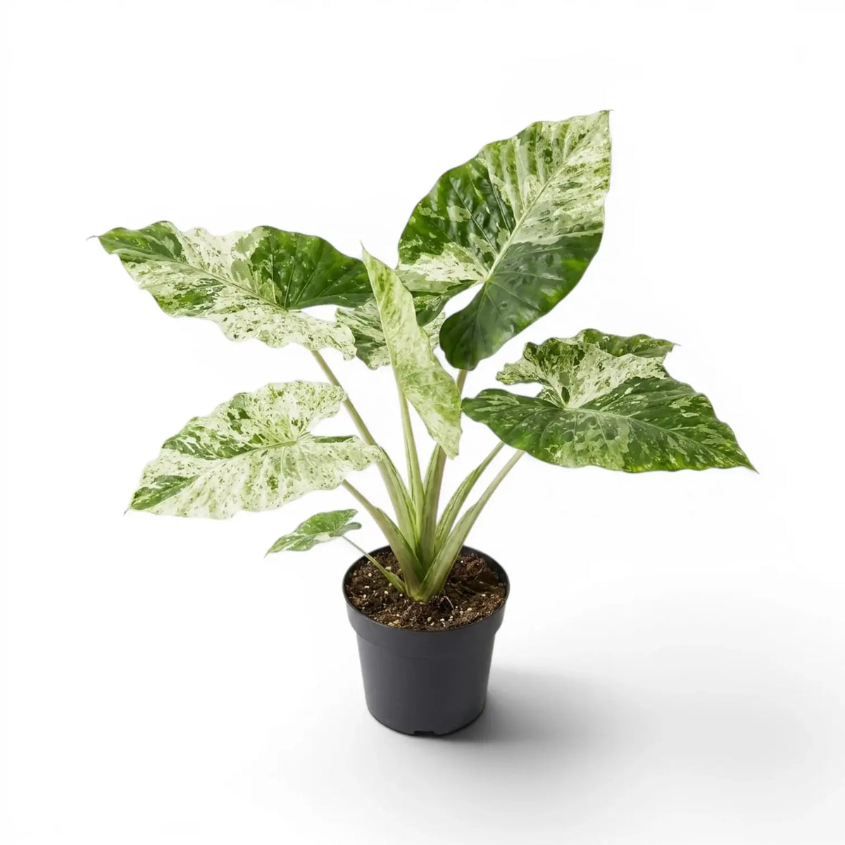 Alocasia macrorrhiza Splash medium-sized plant in a nursery pot on a white background