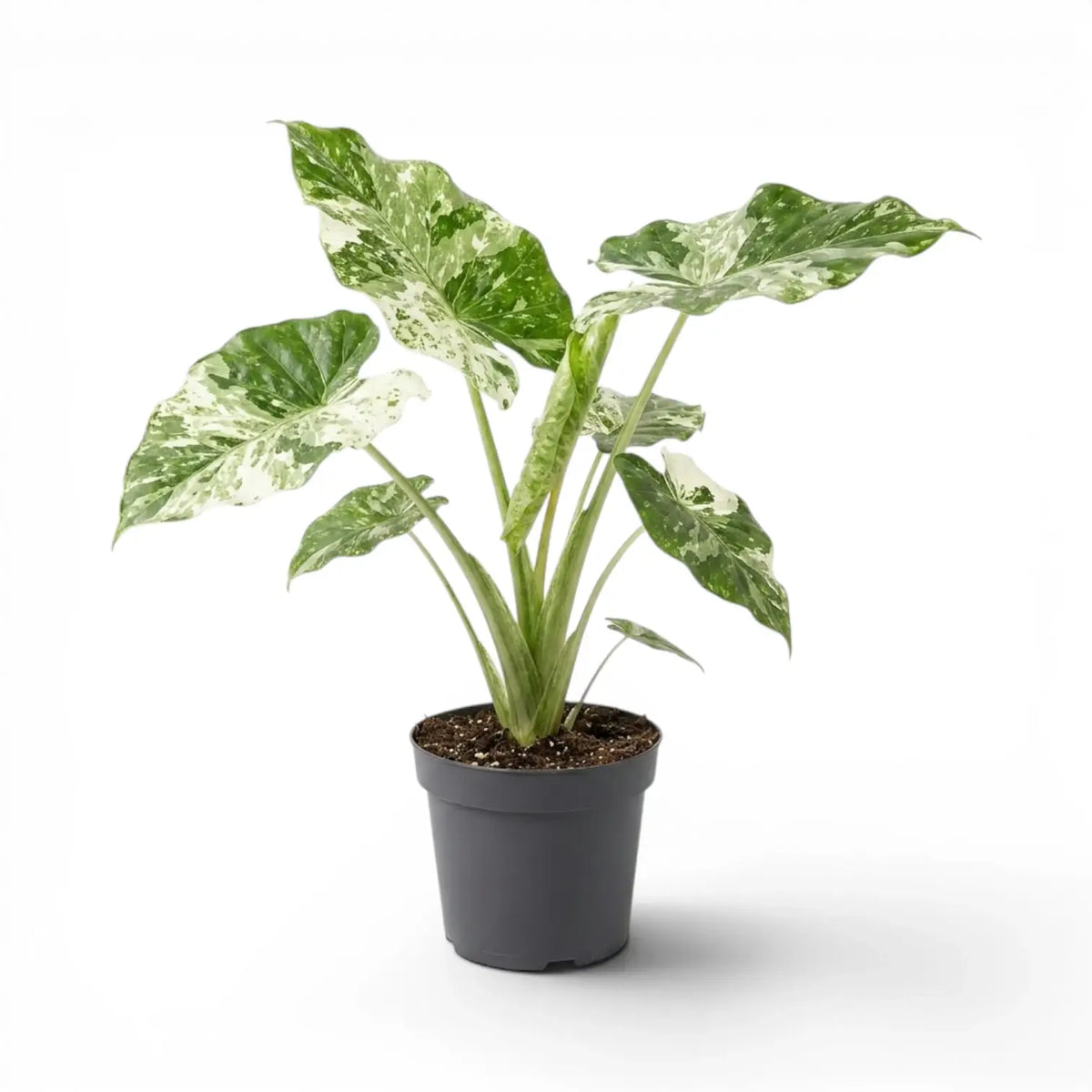 Alocasia macrorrhiza Splash medium-sized plant in a nursery pot on a white background