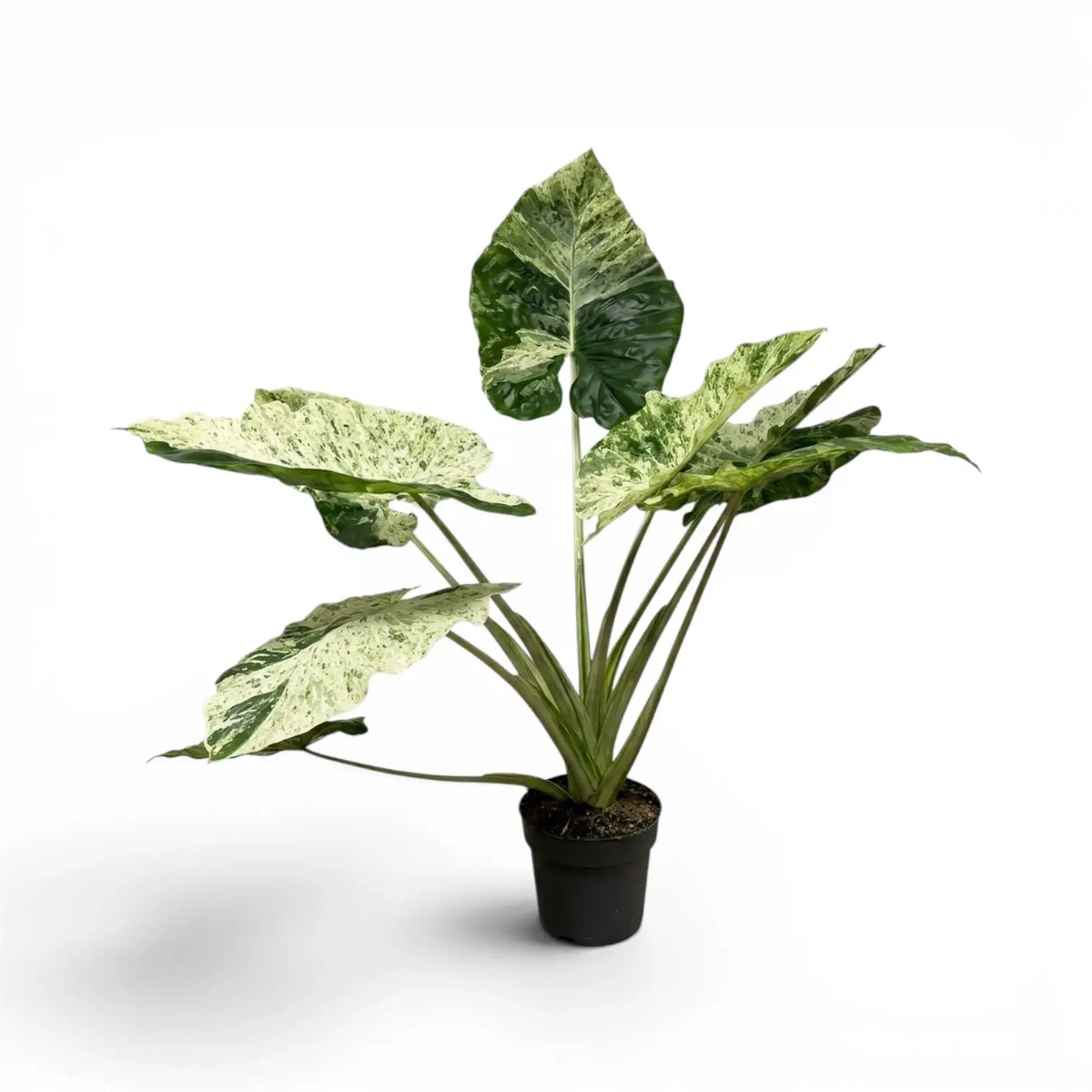 Alocasia macrorrhiza Splash medium-sized plant in a nursery pot on a white background