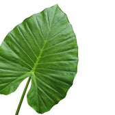 Nahaufnahme eines Blatts von Alocasia macrorrhizos vor weißem Hintergrund.