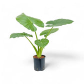 Alocasia macrorrhizos – Topfpflanze im Kulturtopf vor weißem Hintergrund, Produktfoto 3.