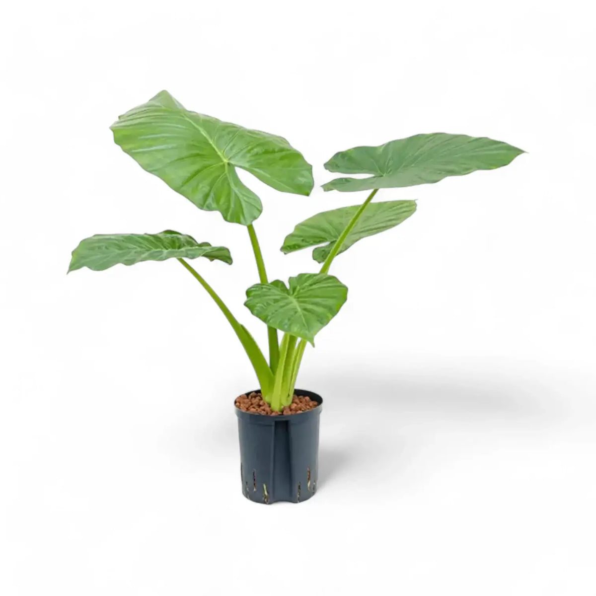 Alocasia macrorrhizos – Topfpflanze im Kulturtopf vor weißem Hintergrund, Produktfoto 3.