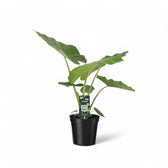Alocasia macrorrhizos – Topfpflanze im Kulturtopf vor weißem Hintergrund, Produktfoto 4.