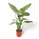 Alocasia macrorrhizos – Topfpflanze im Kulturtopf vor weißem Hintergrund, Produktfoto 8.