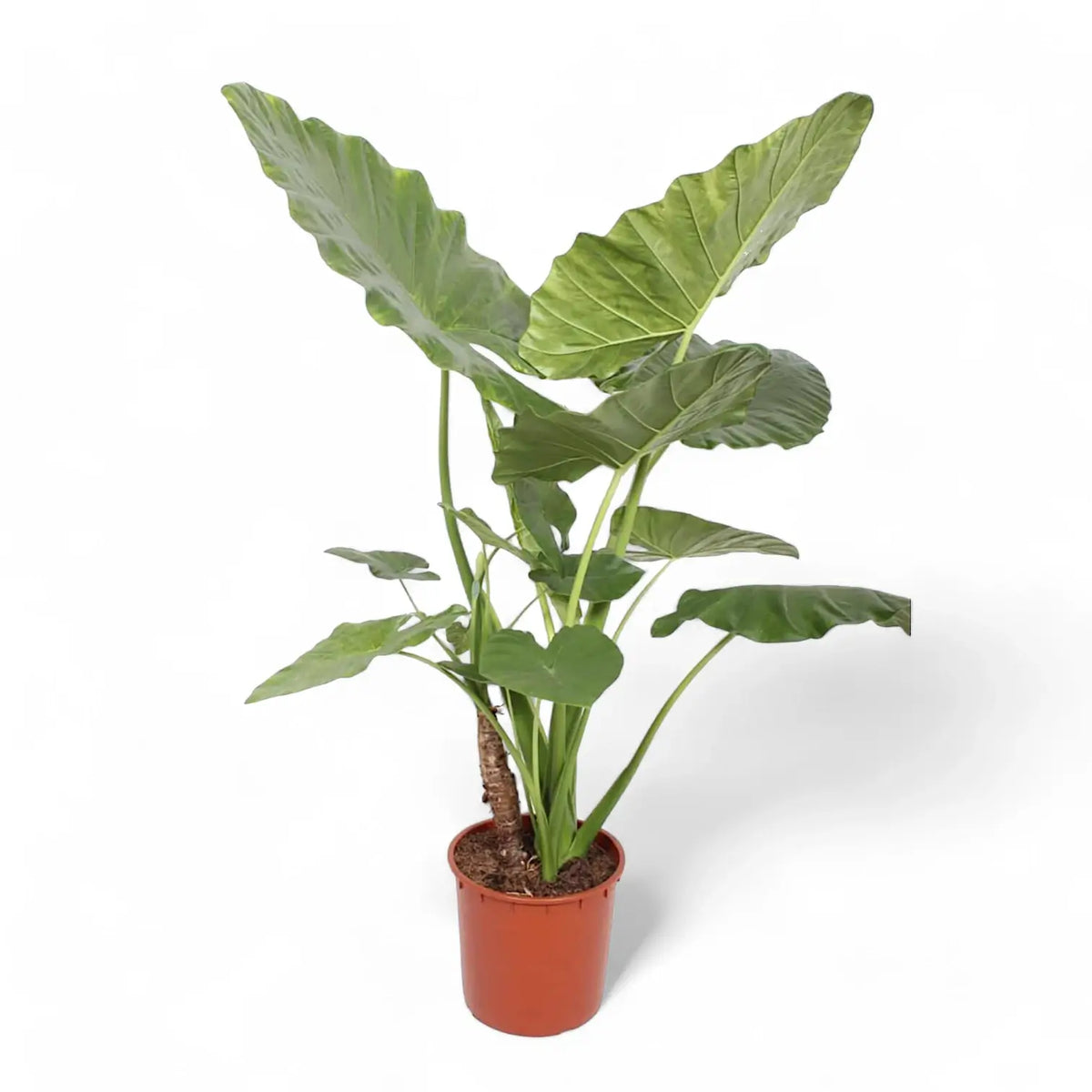 Alocasia macrorrhizos – Topfpflanze im Kulturtopf vor weißem Hintergrund, Produktfoto 8.