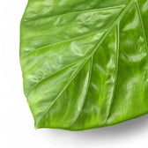 Alocasia macrorrhizos – Topfpflanze im Kulturtopf vor weißem Hintergrund, Produktfoto 9.