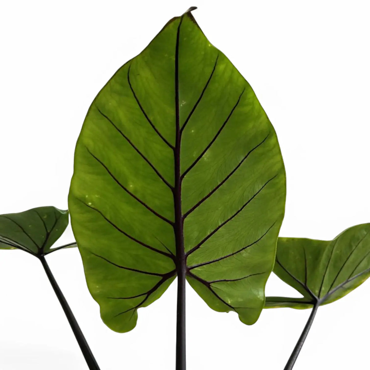 Nahaufnahme eines Blatts von Alocasia macrorrhizos 'Black stem' vor weißem Hintergrund.