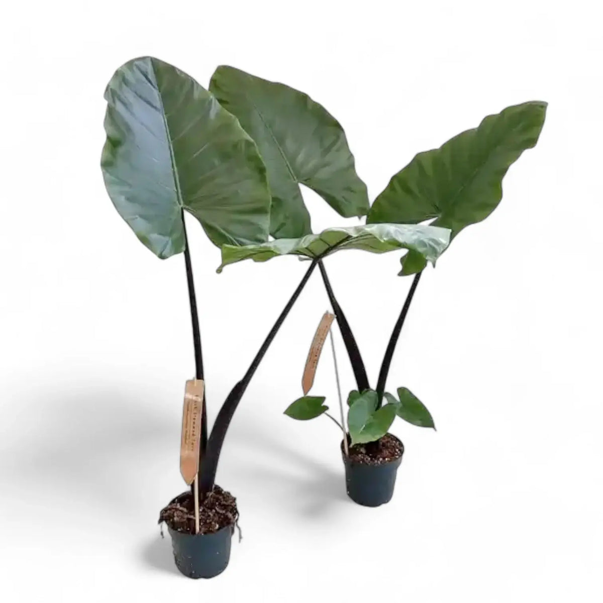 Alocasia macrorrhizos 'Black stem' – Topfpflanze im Kulturtopf vor weißem Hintergrund, Produktfoto 3.