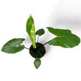 Alocasia macrorrhizos 'Black stem' – Topfpflanze im Kulturtopf vor weißem Hintergrund, Produktfoto 5.