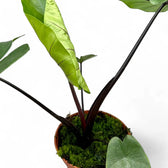 Alocasia macrorrhizos 'Black stem' – Topfpflanze im Kulturtopf vor weißem Hintergrund, Produktfoto 6.