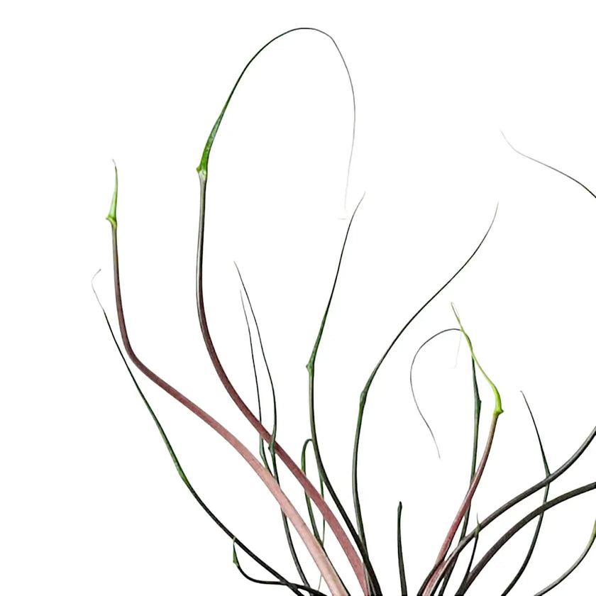 Alocasia macrorrhizos 'Flying Squid' close-up of leaf on white background.