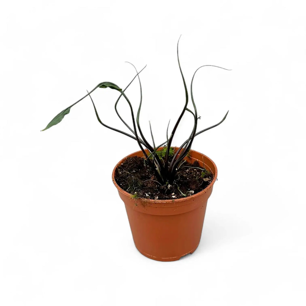 Alocasia macrorrhizos 'Flying Squid' potted plant in nursery pot on white background.