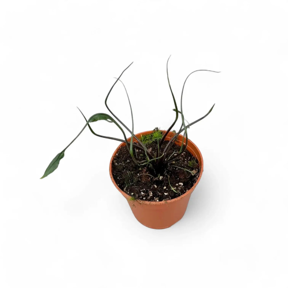 Alocasia macrorrhizos 'Flying Squid' potted plant in nursery pot on white background.