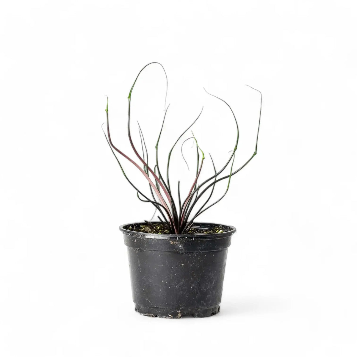 Alocasia macrorrhizos 'Flying Squid' potted plant in nursery pot on white background.