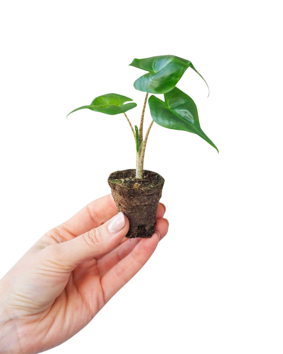 Alocasia macrorrhizos 'Stingray' potted plant in nursery pot on white background.