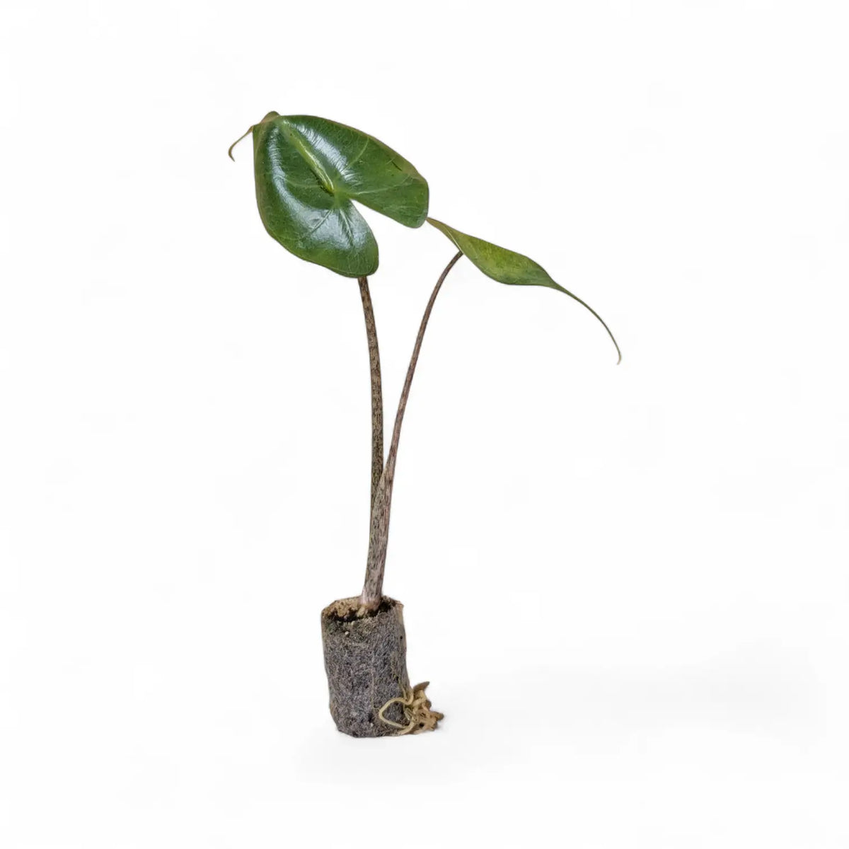 Alocasia macrorrhizos 'Stingray' potted plant in nursery pot on white background.