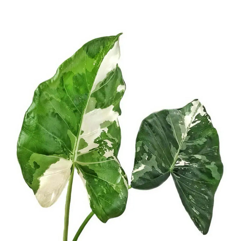 Alocasia macrorrhizos var. variegata – Blattdetail vor weißem Hintergrund..