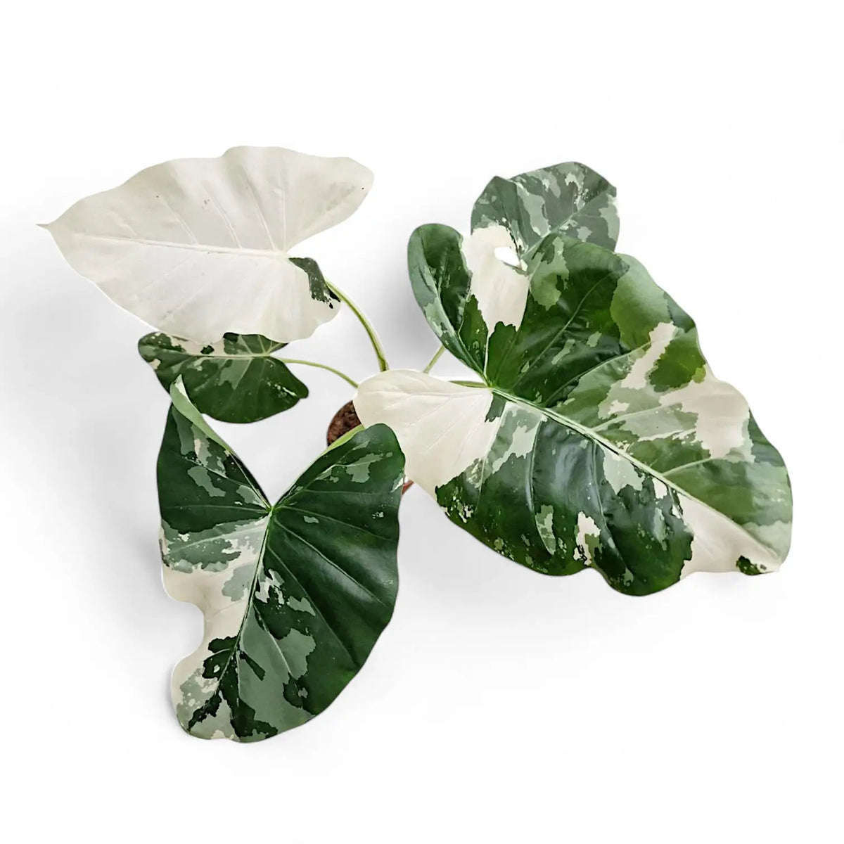 Alocasia macrorrhizos var. variegata potted plant in nursery pot on white background.