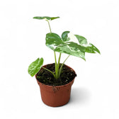 Alocasia macrorrhizos var. variegata potted plant in nursery pot on white background.