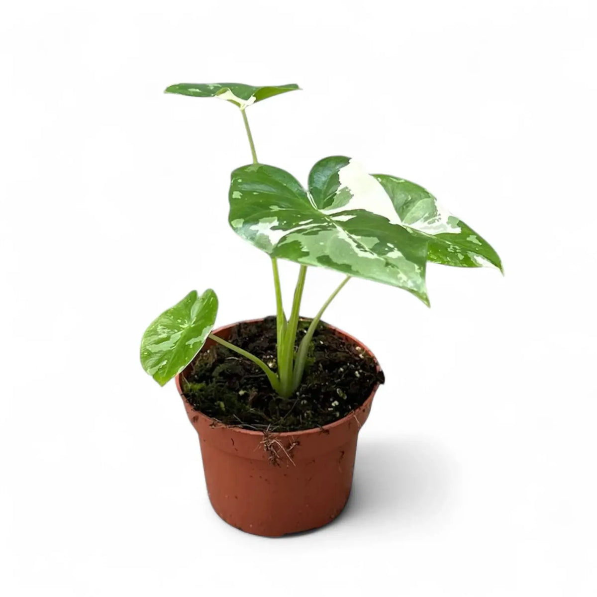 Alocasia macrorrhizos var. variegata potted plant in nursery pot on white background.