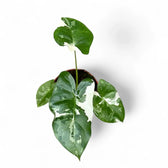 Alocasia macrorrhizos var. variegata potted plant in nursery pot on white background.